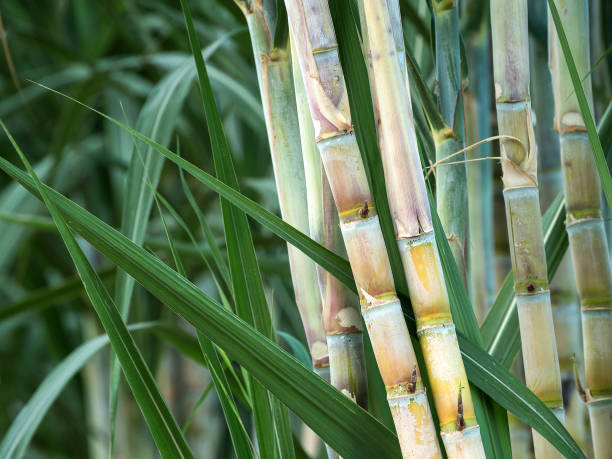 fresh sugarcane in garden.